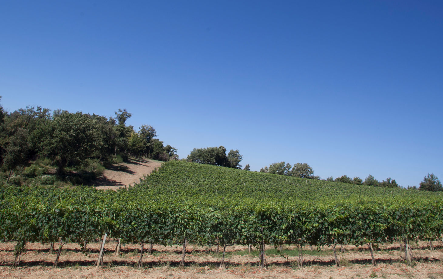 Winery Tour and Classic Wine Tasting at Sesta di Sopra in Montalcino